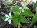 Himalayan Starwort