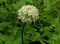 Himalayan Teasel