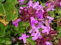 Himalayan Thyme