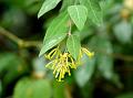 Himalayan Tie Bush