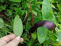 Himalayan Typhonium