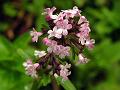 Himalayan Valerian