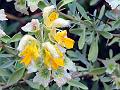Himalayan Vase-Flower