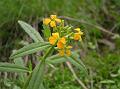 Himalayan Wallflower