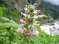 Himalayan Whorlflower