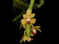 Himalayan Winged-Horn Orchid