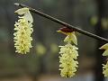 Himalayan Winter Hazel