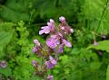 Himalayan Woundwort