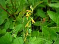 Horned Corydalis