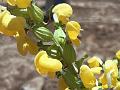 Horned Lousewort