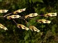 Hornet Bulb-Leaf Orchid