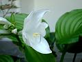 Hosta