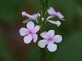 Hyderabad Verbena