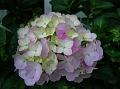 Hydrangea