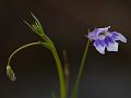 Hyssop Bog-Herb