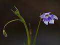 Hyssop Lindernia