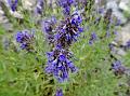 Hyssop