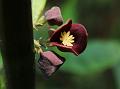 Idukki Bowl-Flower
