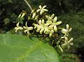 Indian Bowfruit Vine