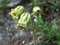 Indian Campion