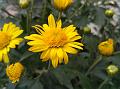 Indian Chrysanthemum