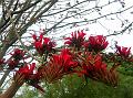 Indian Coral Tree