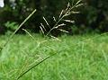 Indian Dropseed