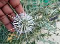 Indian Globe Thistle