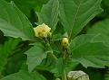 Indian Ground Cherry