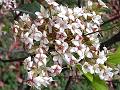 Indian Hawthorn