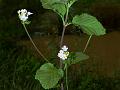 Indian Lantana