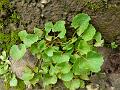 Indian Pennywort