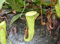 Indian Pitcher Plant