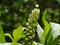 Indian Pokeweed