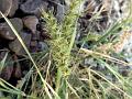 Indian Sandbur