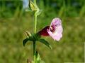 Indian Spur-Anther Flower