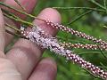 Indian Tamarisk