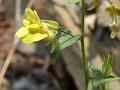 Indian Toadflax