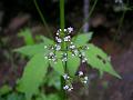 Indian Valerian