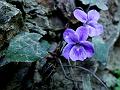 Indian Violet