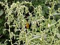 Indian Wormwood