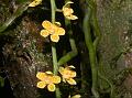 Indo-China Split-Lip Orchid