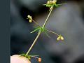 Iran Goose Grass