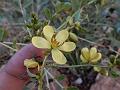 Italian Cassia