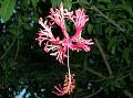 Japanese Hibiscus