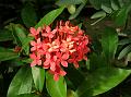 Java Ixora