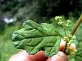 Jerusalem-Oak Goosefoot