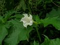 Jimsonweed