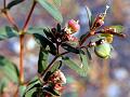 Jodhpur Spurge