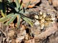 Kachchh Cudweed